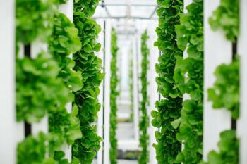 Vertical Farming: Bayer und Temasek gründen Startup Unfold